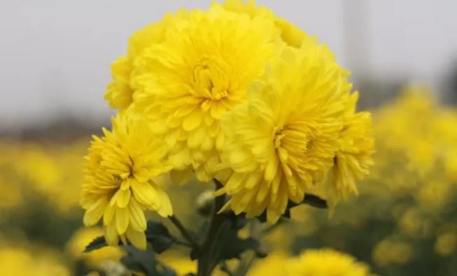 千畝云臺冰菊盛開，誠邀您蒞臨免費參觀！