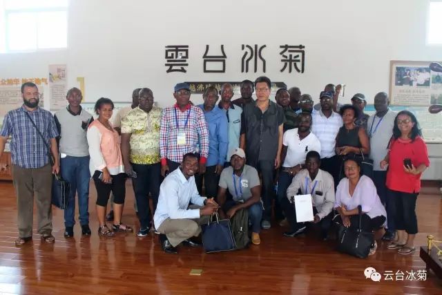 目測這朵菊花要火，國外專家為它頻頻而來······